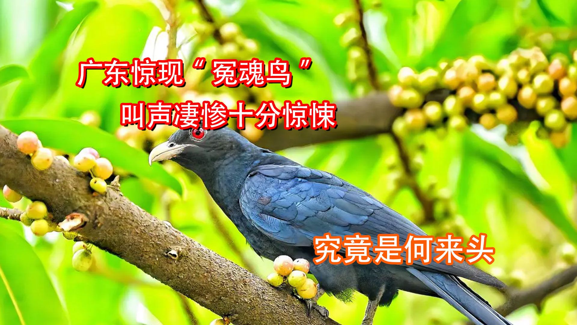 广东惊现冤魂鸟