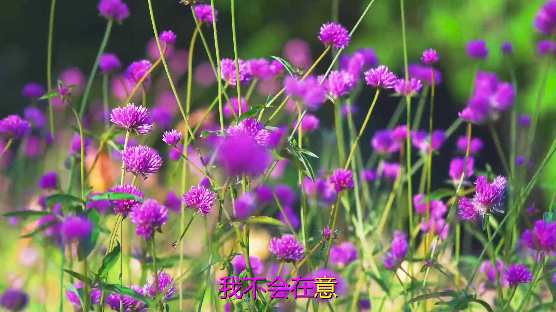 [图]《心恋》一首网络歌曲《请不要在别人的肩上哭泣》曲调悠扬，旋律独具风韵