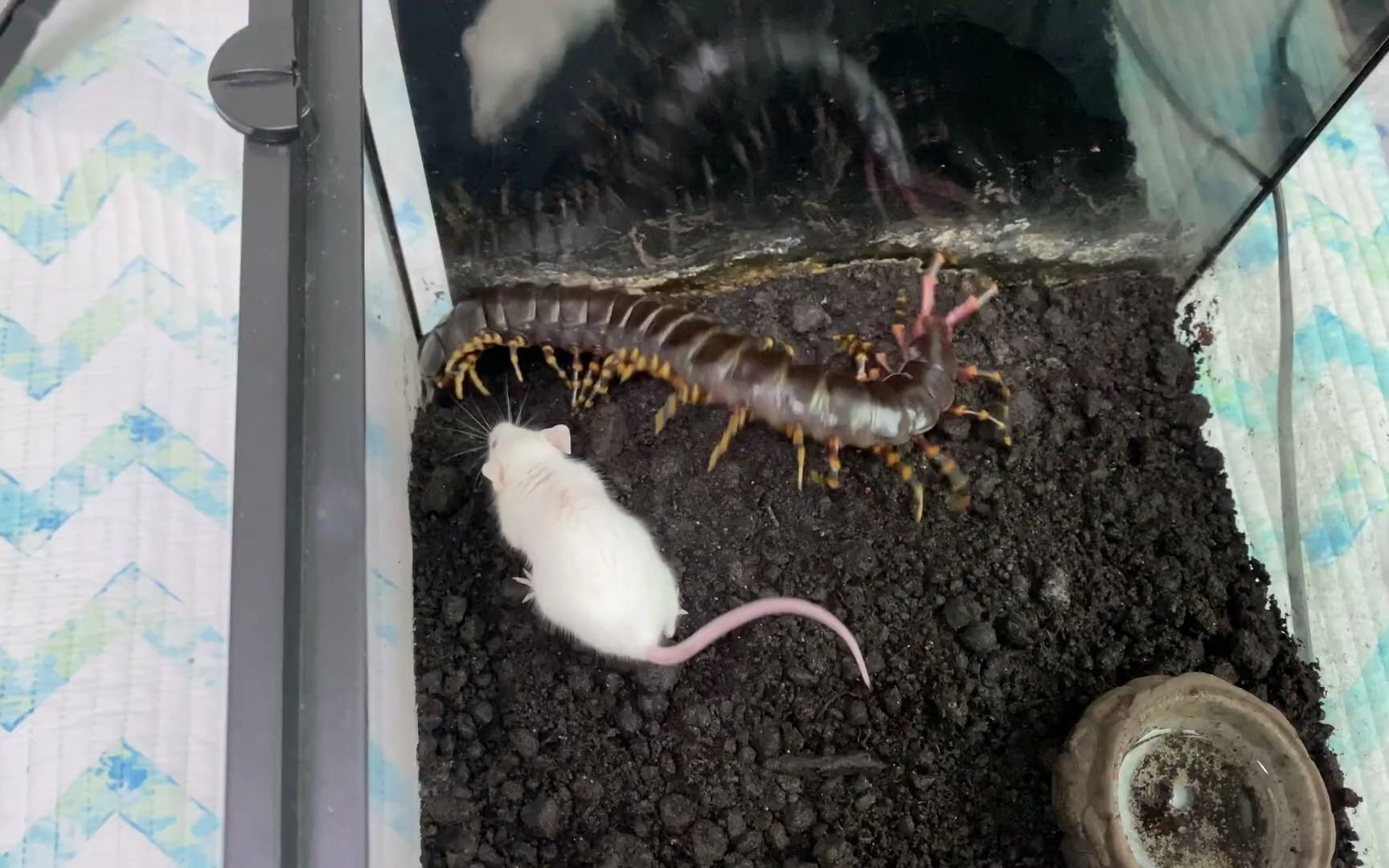 scolopendra gigantea black form feeding mouse__哔哩哔哩 (゜-゜)