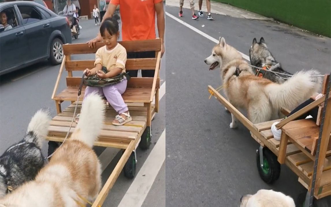 二哈拉车图片