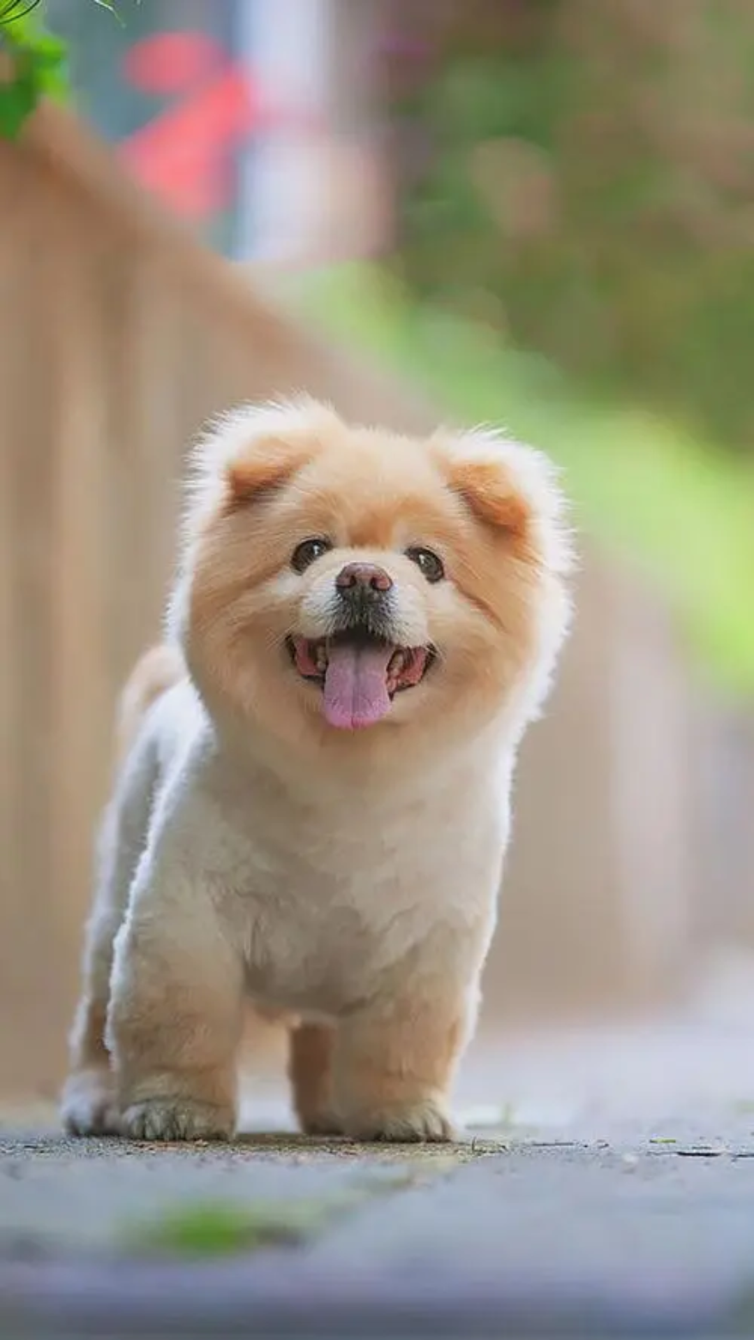 萌宠拜年会!可爱小动物