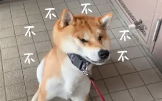 拒否柴 搜索结果 哔哩哔哩 Bilibili