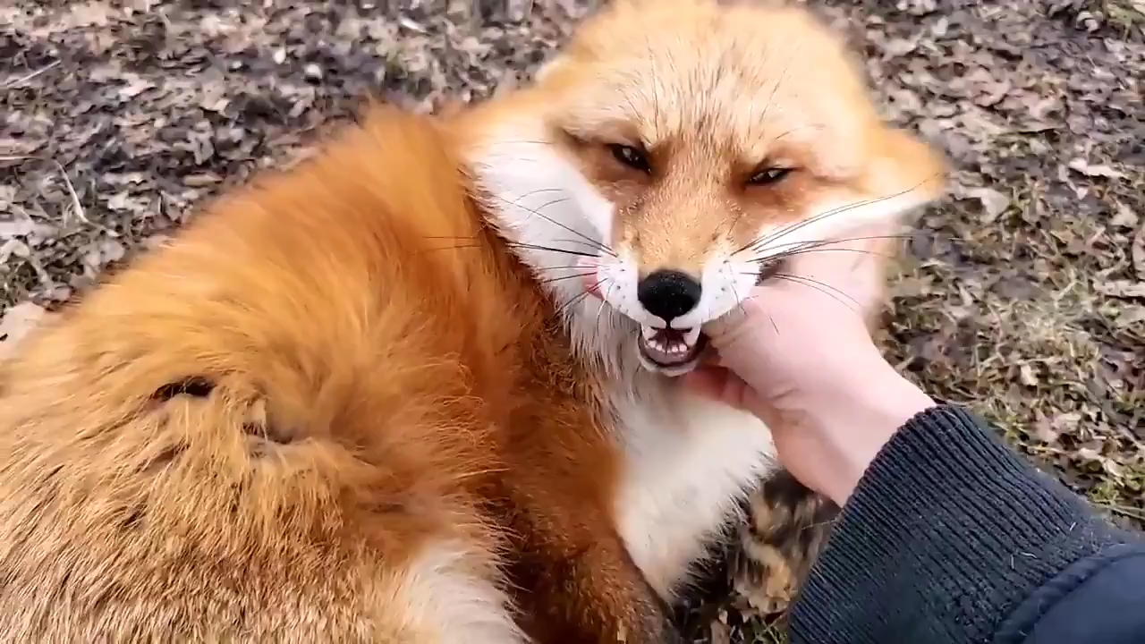 转载两只小狐狸向你争宠撒娇你选哪个听到狐狸撒娇的声音终于明白