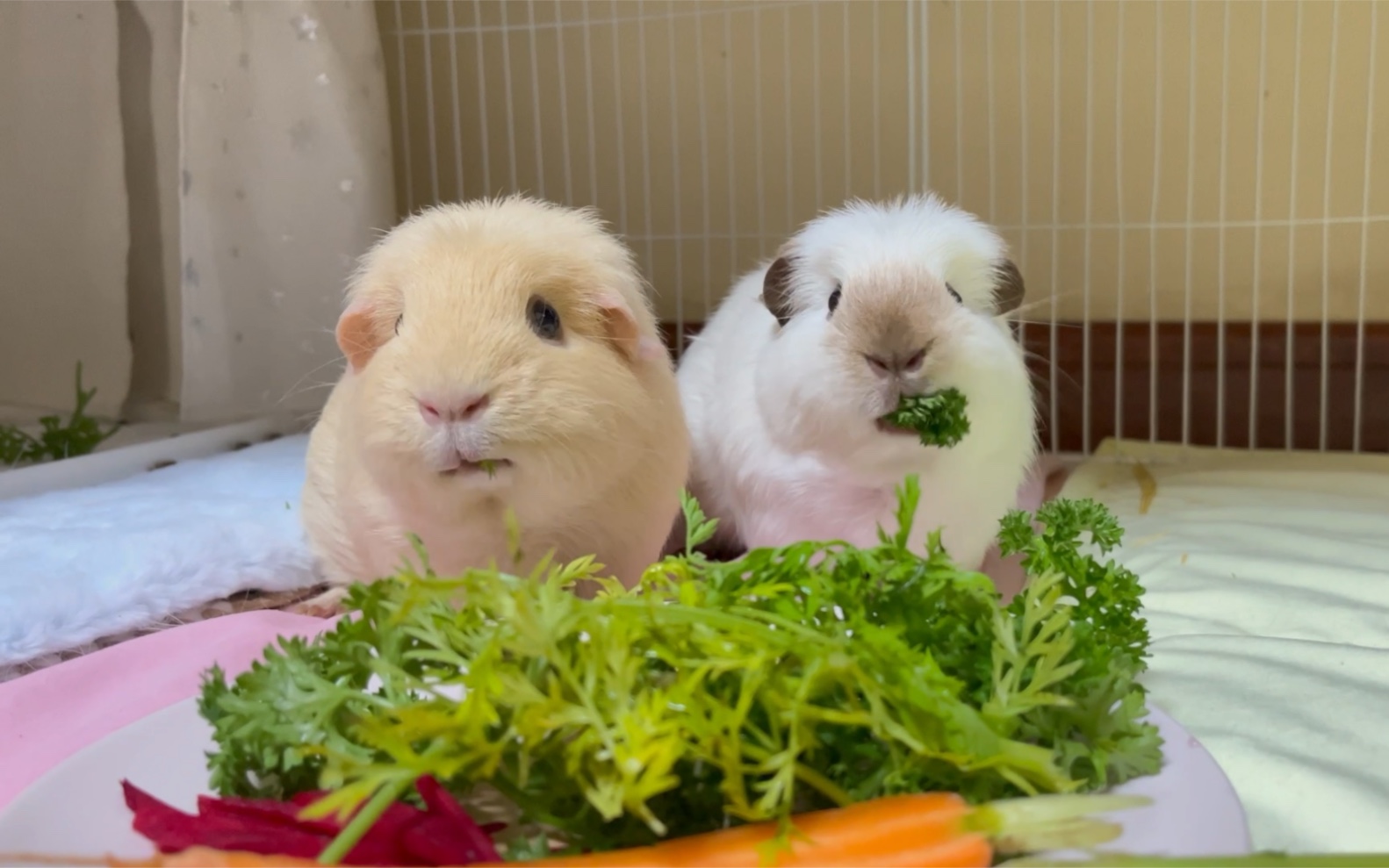 听一下荷兰猪吃蔬菜的声音