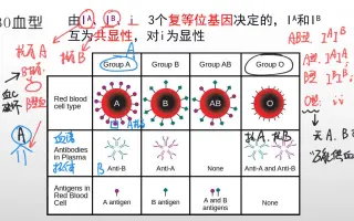 B型男子 搜索结果 哔哩哔哩 Bilibili