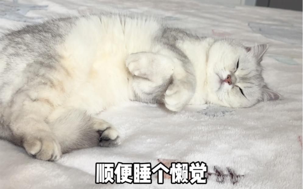 《小猫之歌》哔哩哔哩bilibili