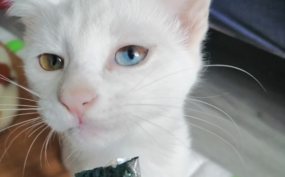 四色异瞳猫吃猫条橘猫捣乱