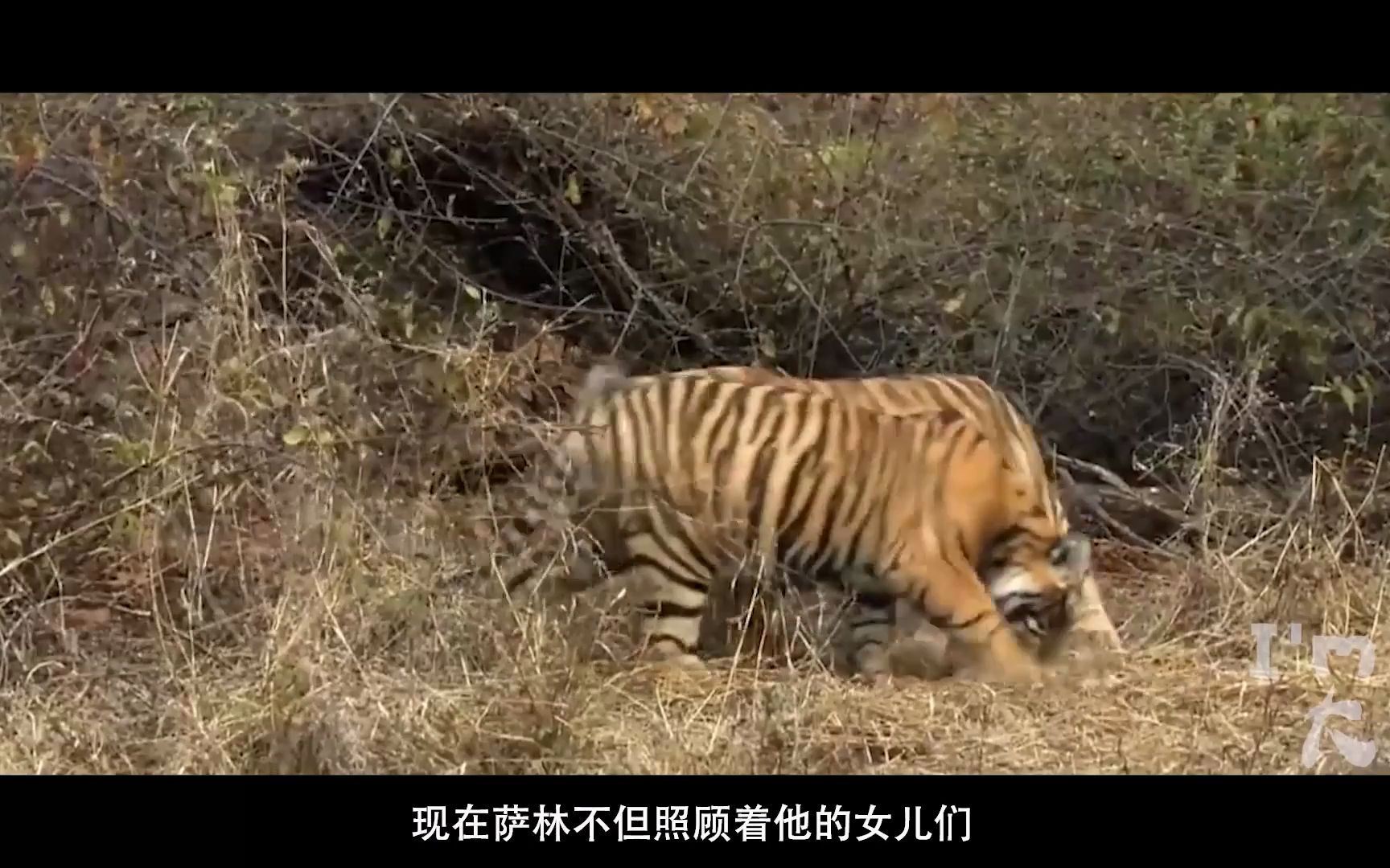 母老虎脚踏2只船,偷偷和野老虎生4孩子,原配得知疯狂复仇纪录片