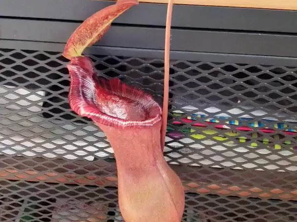 1 month after eating a caterpillar (nepenthes)哔哩哔哩bilibili