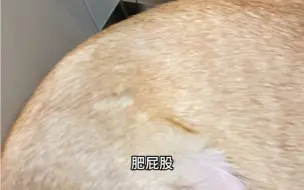 下载视频: 今晚吃羊肉煲呢