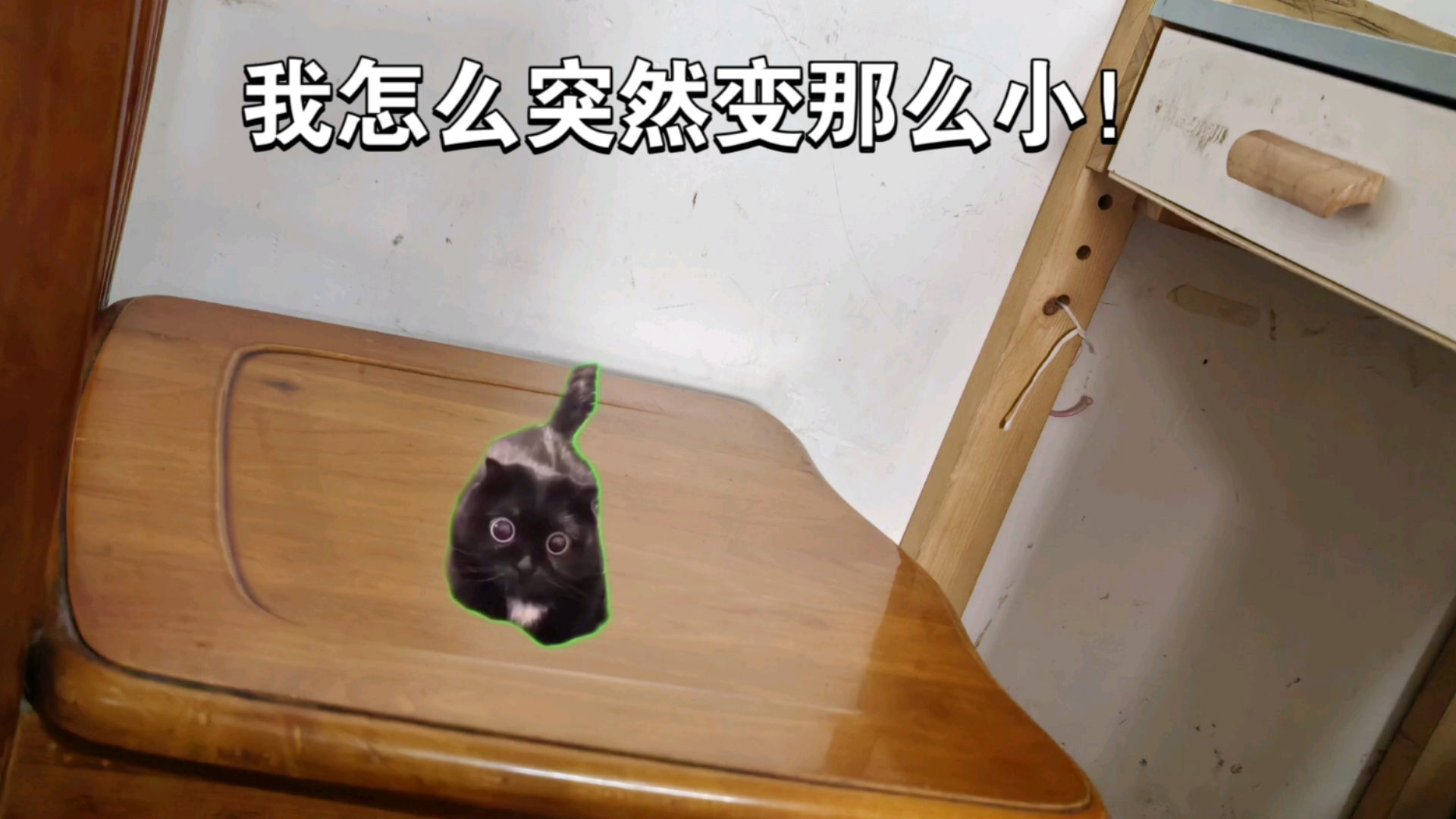 【猫meme】变形记之《变小记》哔哩哔哩bilibili