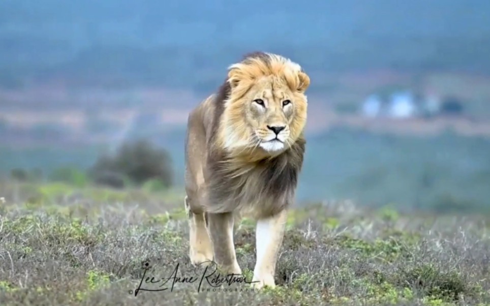 人气爆棚的杰克雄狮!这颜值堪称完美啊