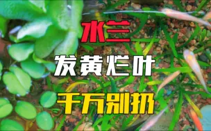 水兰发黄烂叶别扔掉，新手常犯这种错误