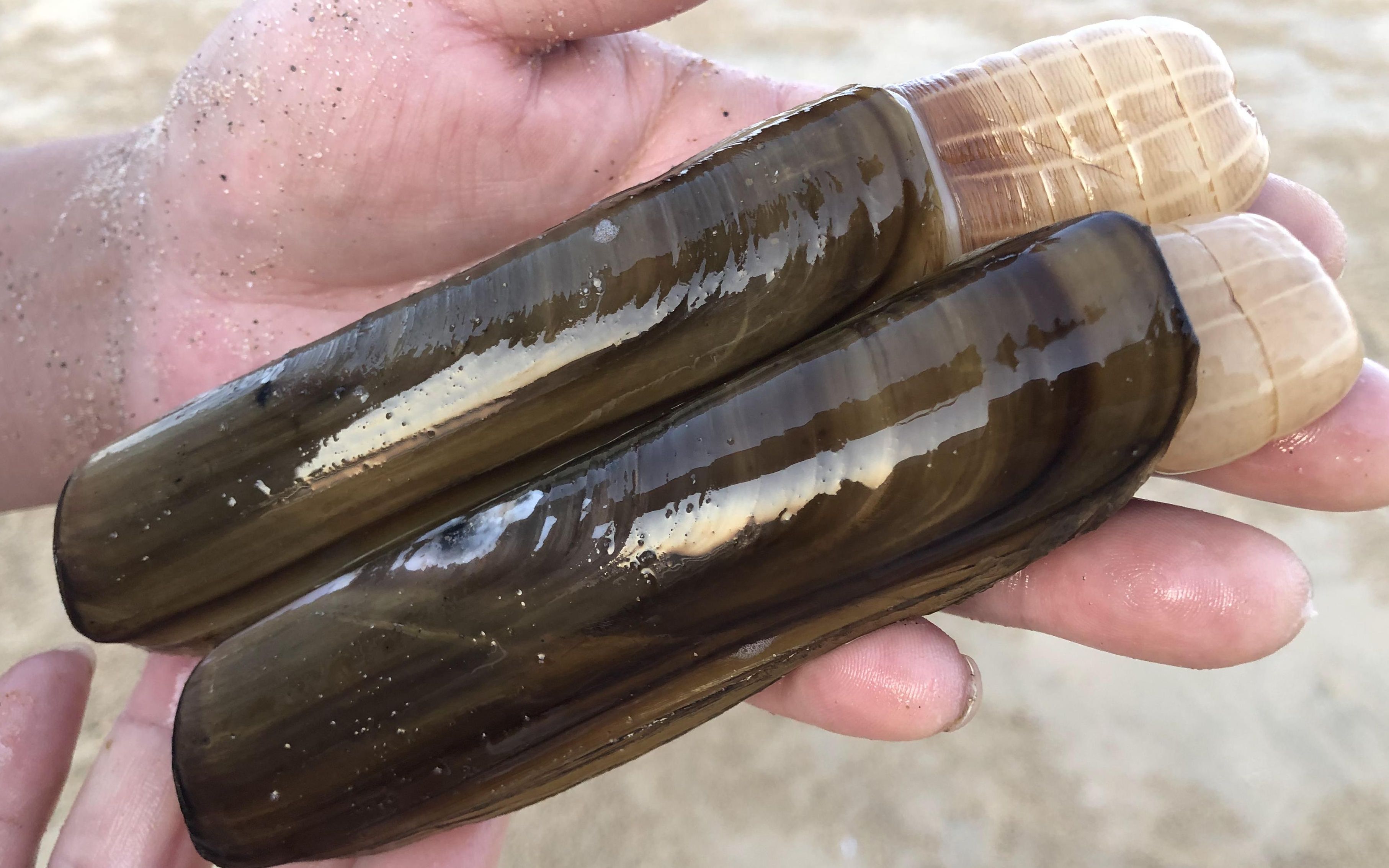 赶海挖蛏王教程:实地演练教大家认蛏王眼,用简单手