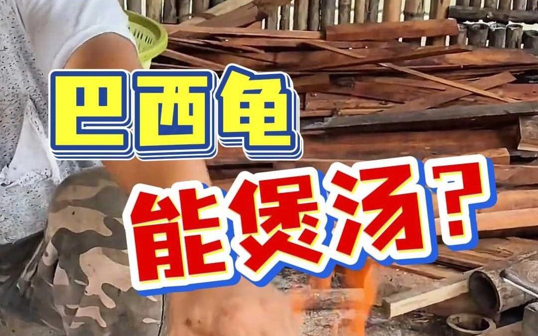 巴西龟能煲汤不?