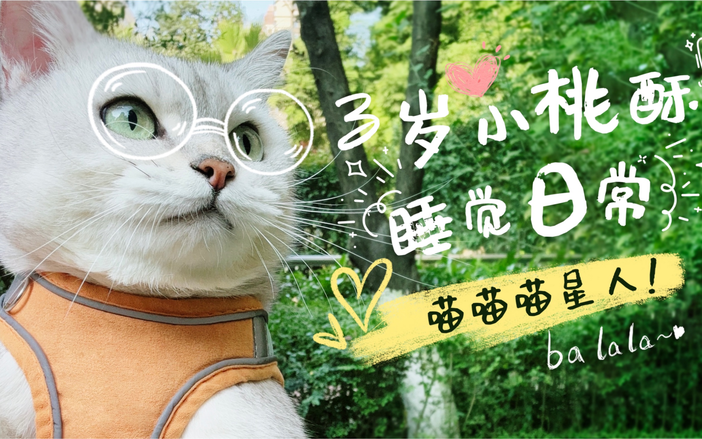 猫:我不困 我一点都不困