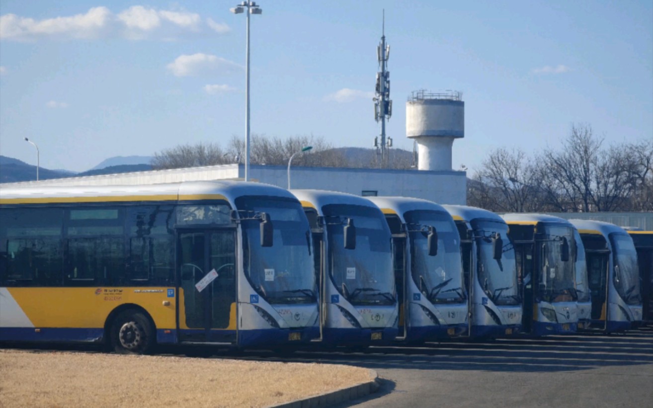 北京公交西苑封存厂鲶鱼和大福后