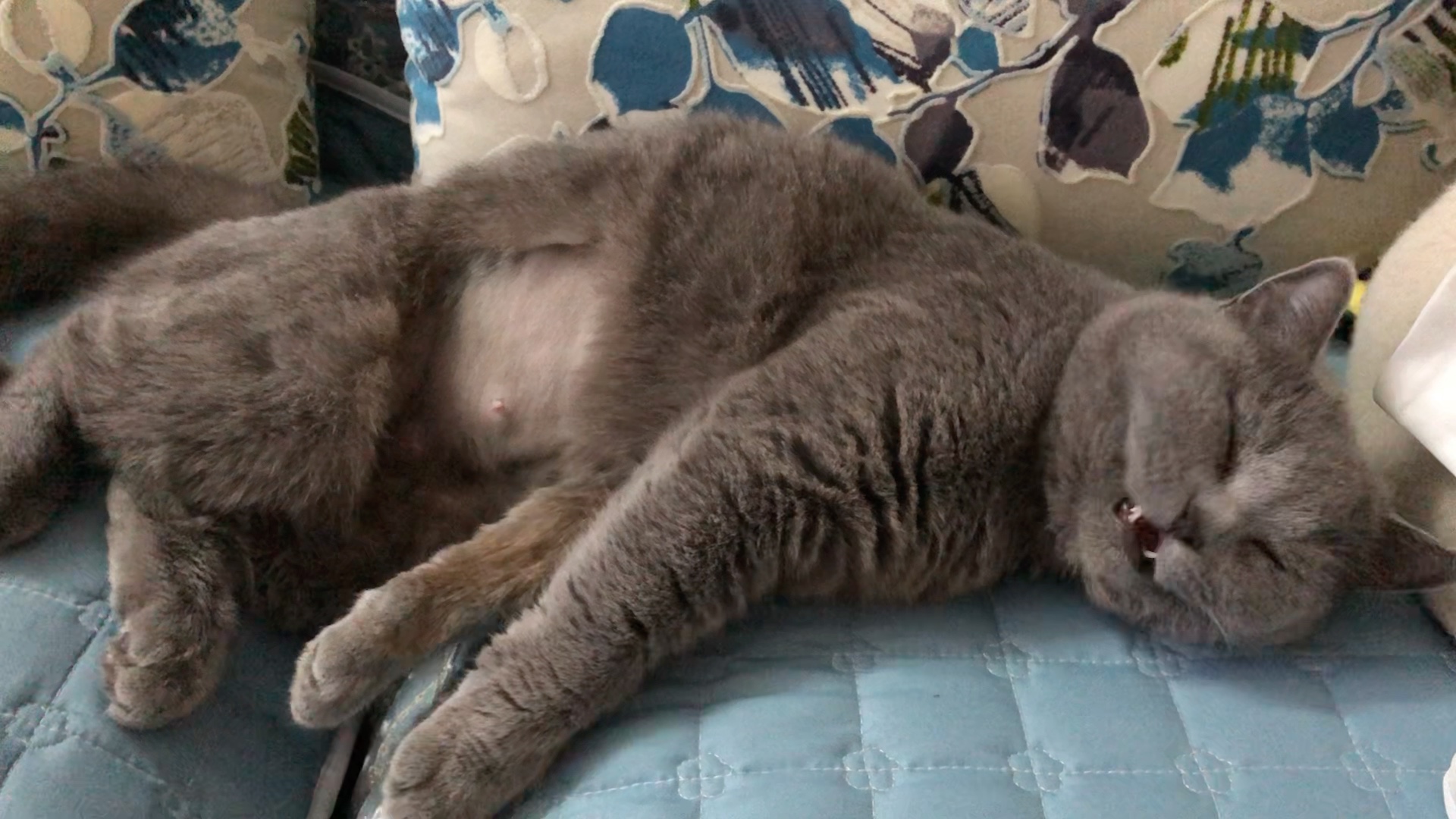 绝育后的肚毛什么时候能长起来呀