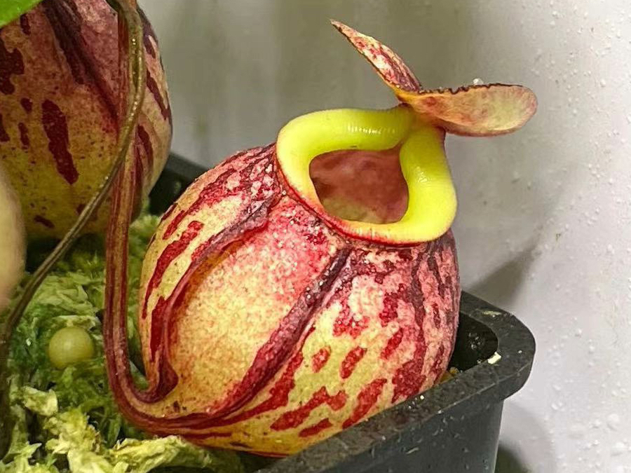 开箱巧克力猪笼草