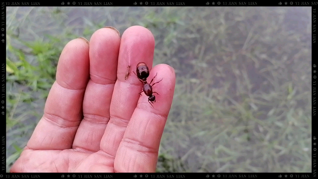 这啥品种的蚂蚁呀?