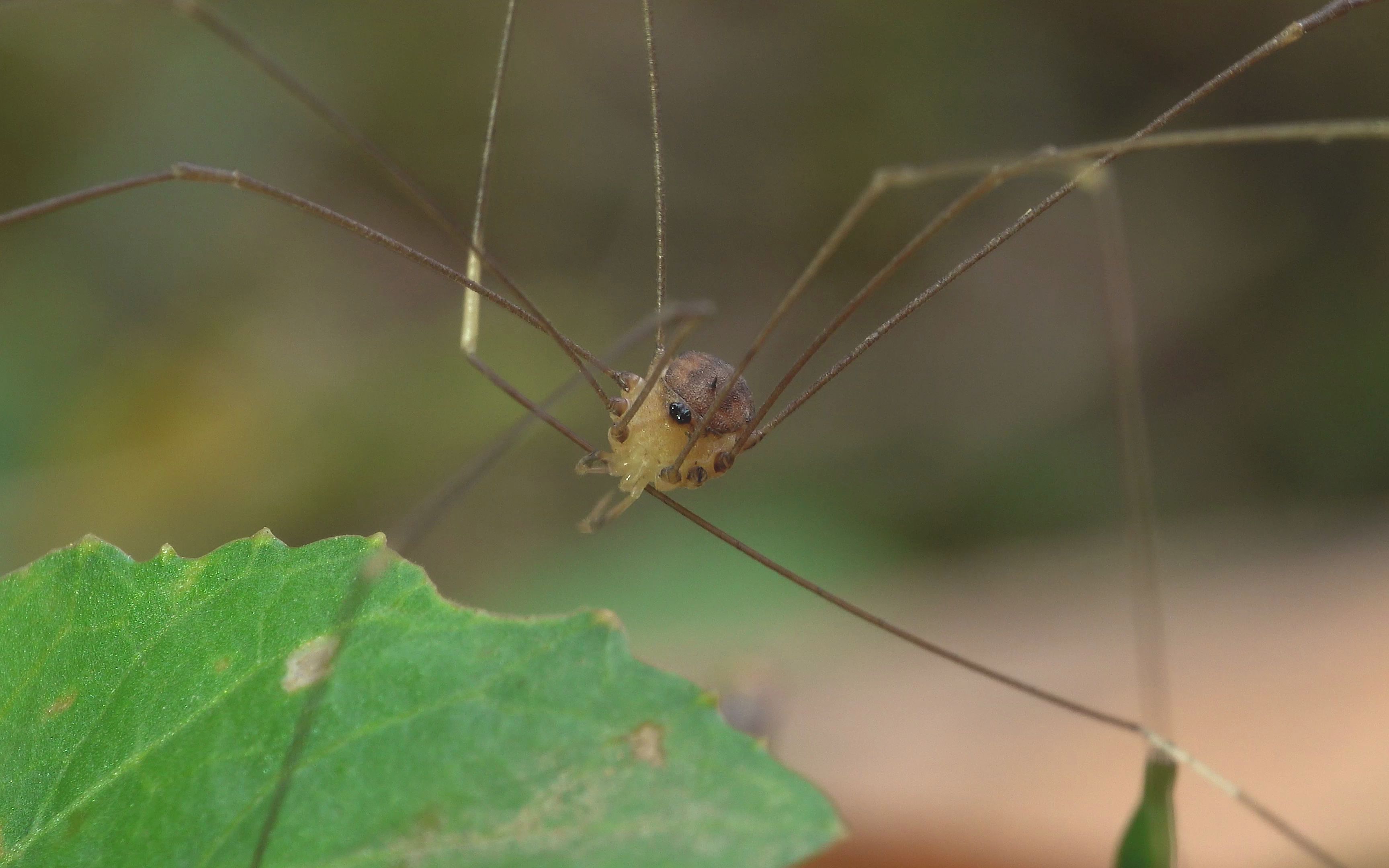 【生物记录/盲蛛】盾刺盲蛛