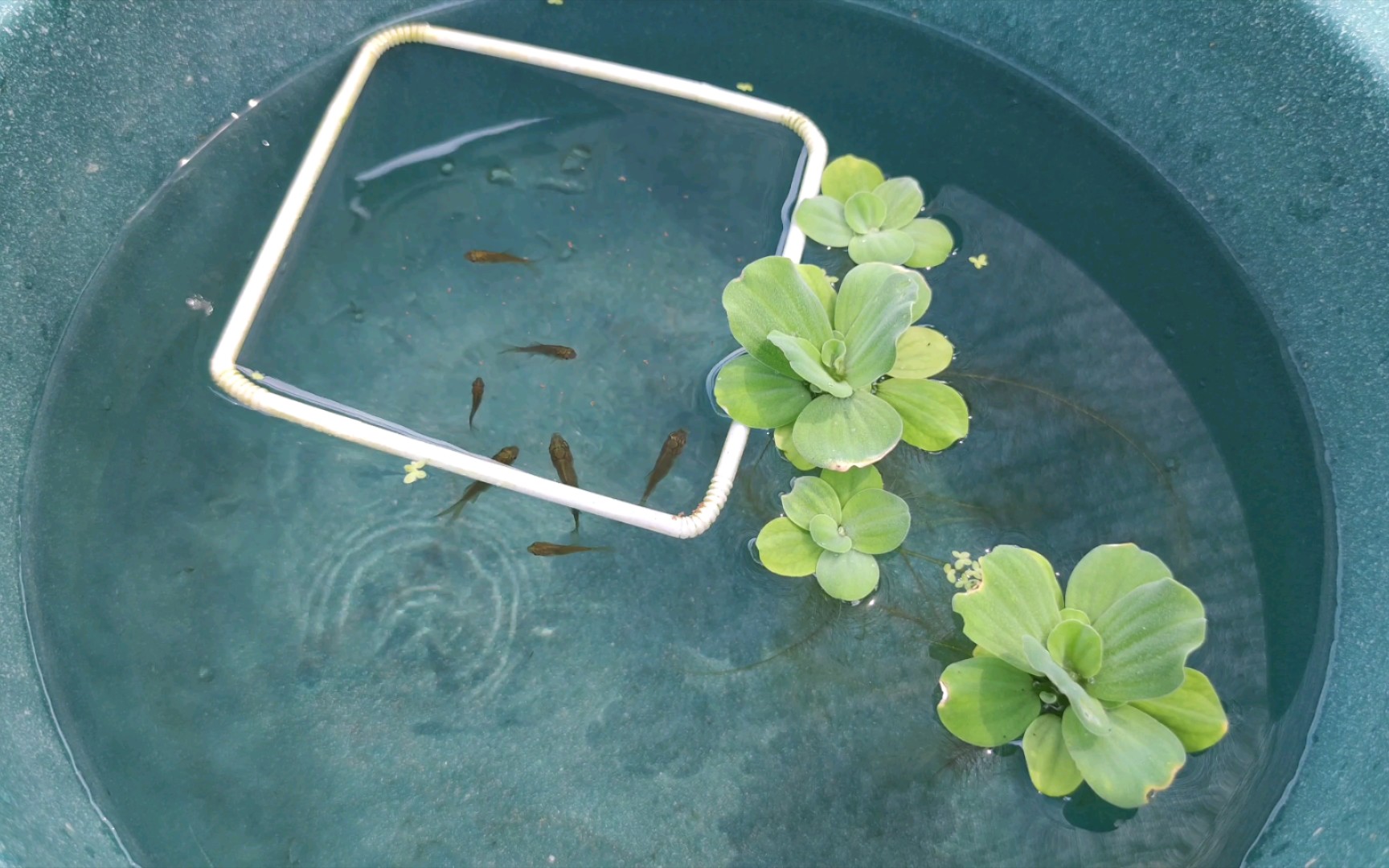 【养鱼记录】小草金出生正好两个月了_哔哩哔哩_bilibili