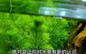 Télécharger la video: 小宝塔水草不要错过啦，出状态的时候特别好看呢