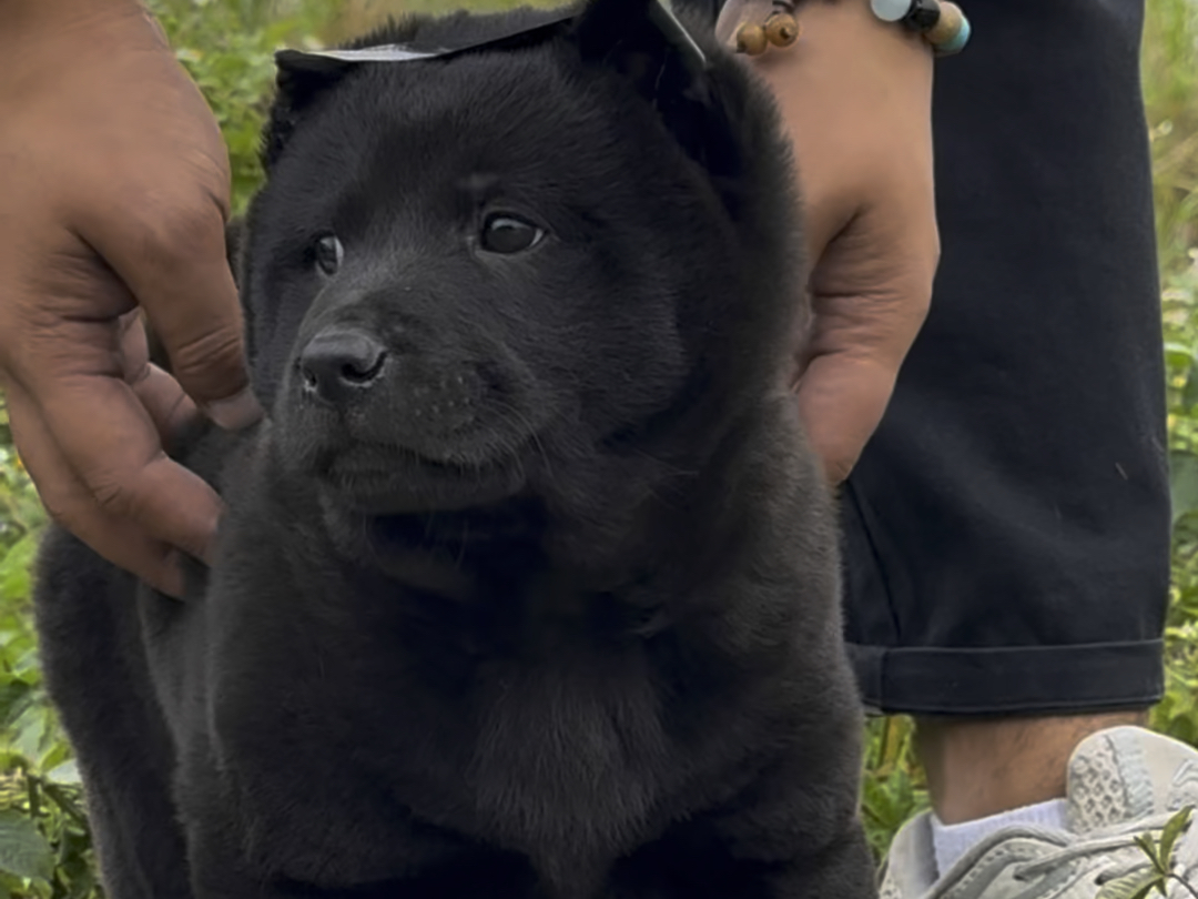 本土最黑的犬种五黑犬哔哩哔哩bilibili