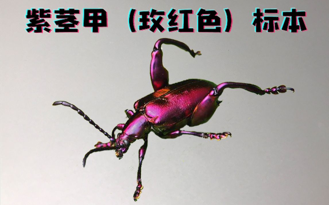 玫红色金属闪耀这是只害虫紫茎甲标本制作