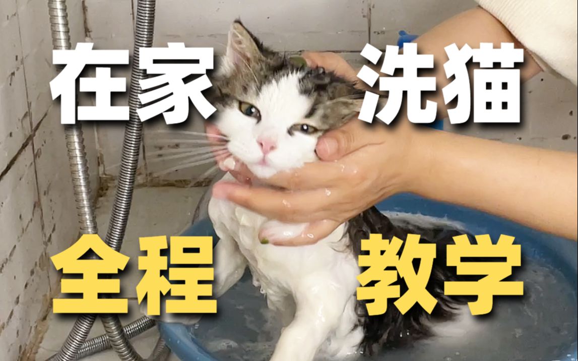 丝滑不应激猫洗澡教程❗新手无从下手必看❗哔哩哔哩bilibili