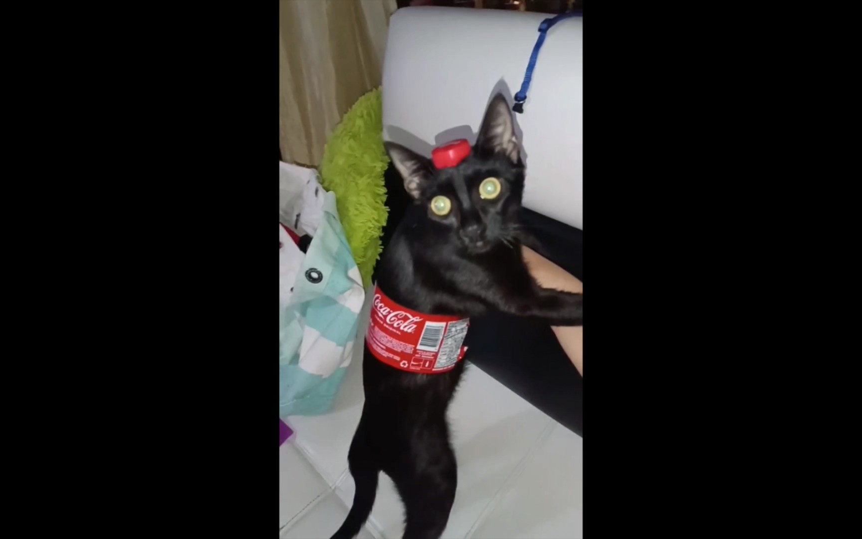 猫:可口可乐形象代言