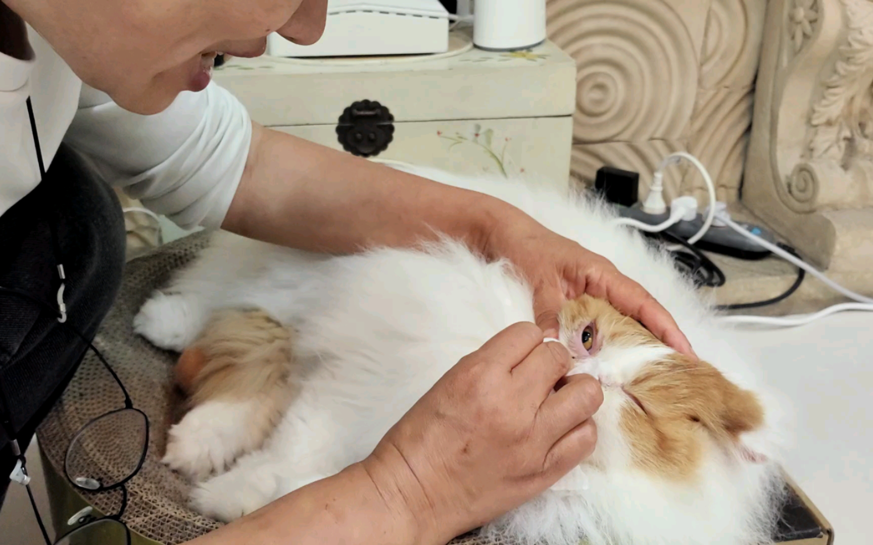 两年前瘦成猫干全身猫癣的流浪猫桃太郎现在完全可以当模特儿了