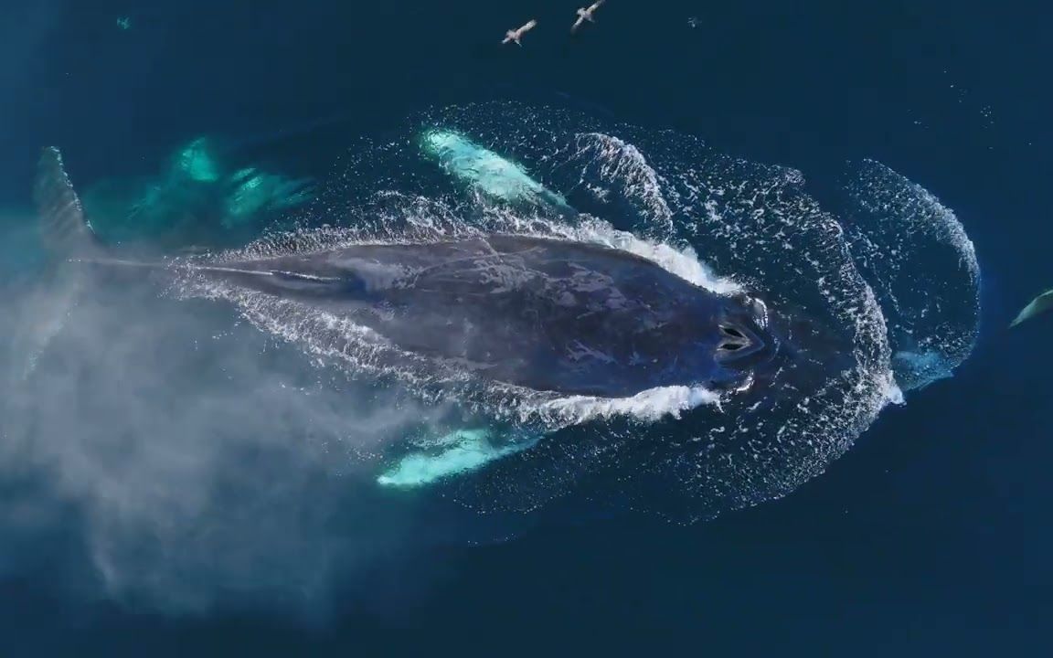 humpback whales 座头鲸