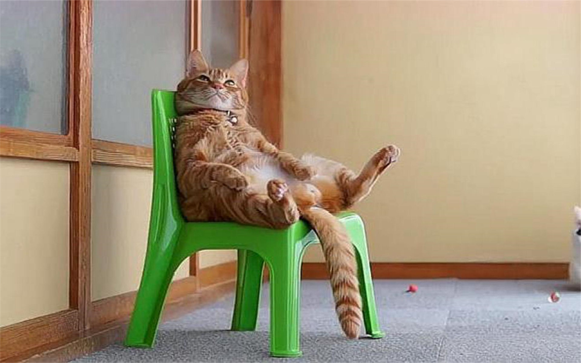 猫咪坐在椅子上悠闲的休息,简直是个安静的美男子,太可爱了