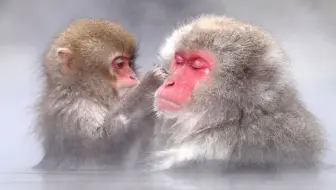 【大自然的真相】猕 猴 的 文 化 @柚子木字幕组