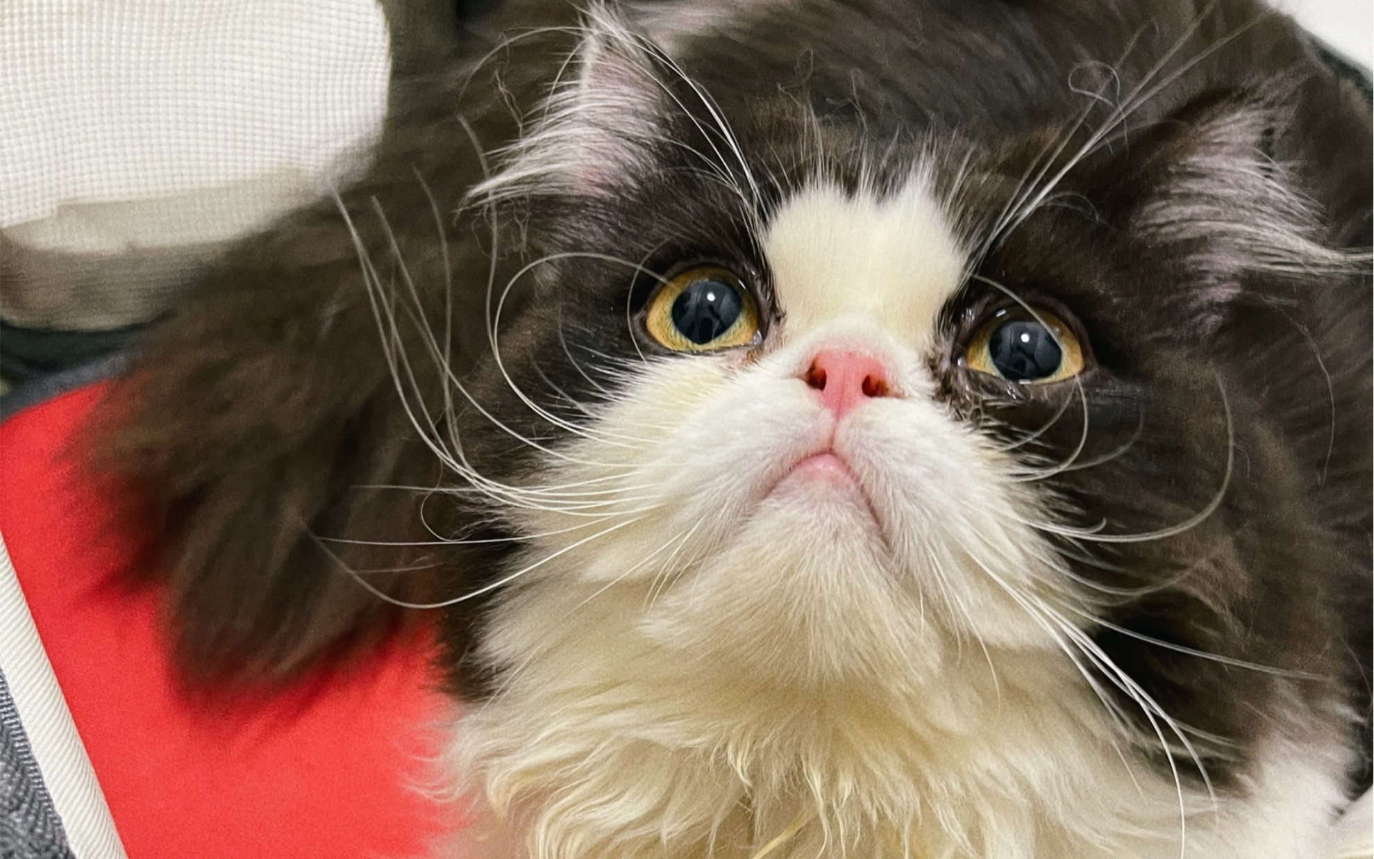 【扁脸猫】软萌小雪糕