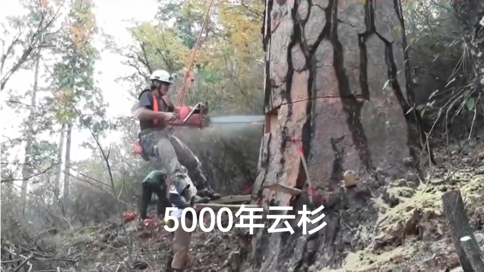 [图]高难度砍伐一颗5000年的云杉