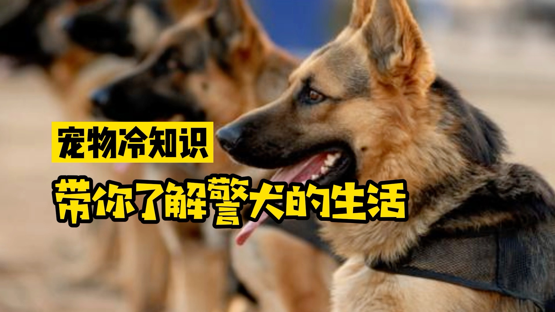 宠物冷知识:警犬知道自己是警犬吗?哔哩哔哩bilibili