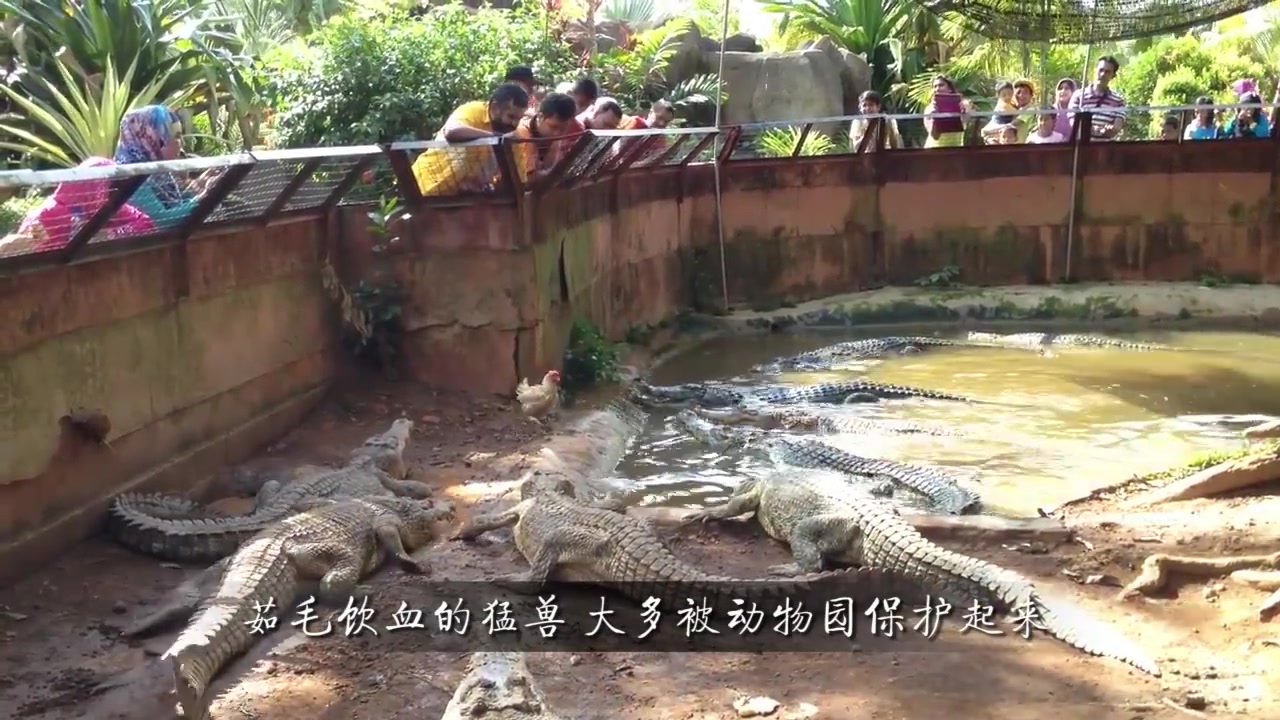 [图]游客将鸡投进鳄鱼潭，8条鳄鱼个个蓄势待发，场面惨烈！