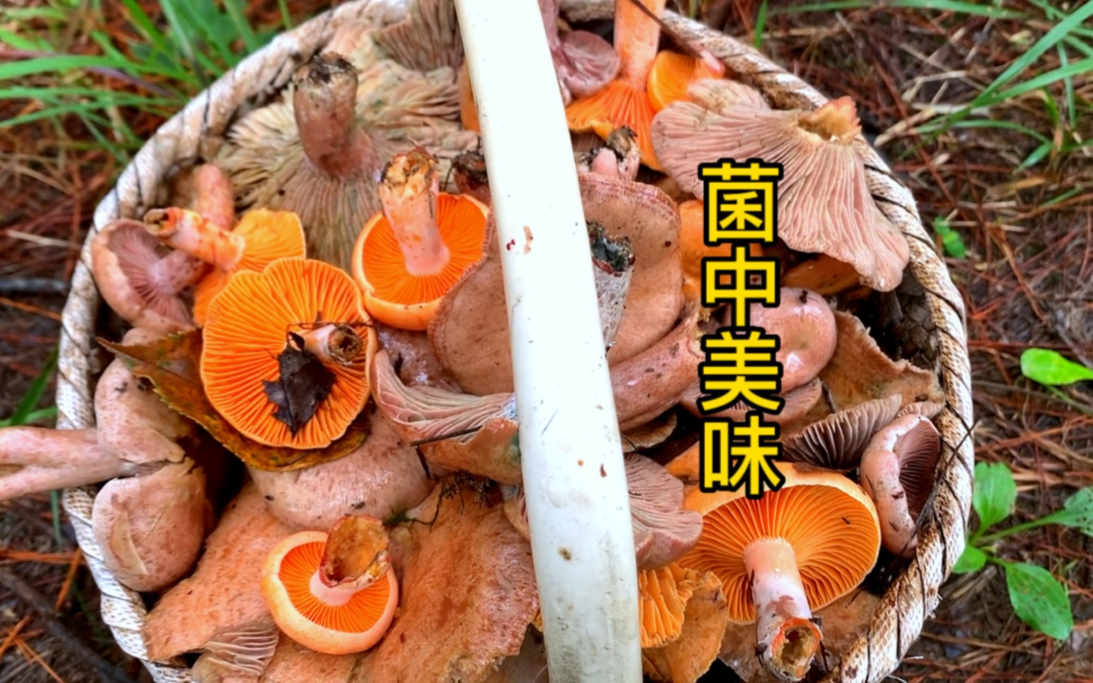 雨过天晴,乌松菌泛滥,出门就爆了一篮子哔哩哔哩bilibili