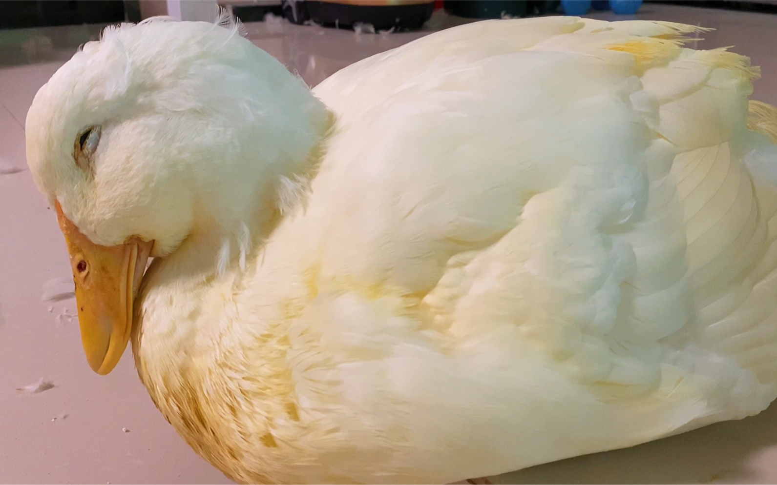 给胖鸭子称了体重看看宝贝多重