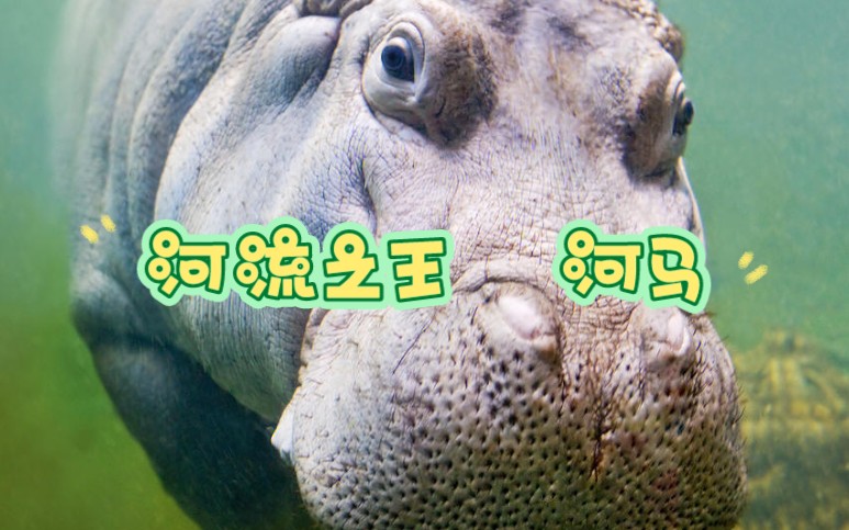 所以，河马存在的意义是什么