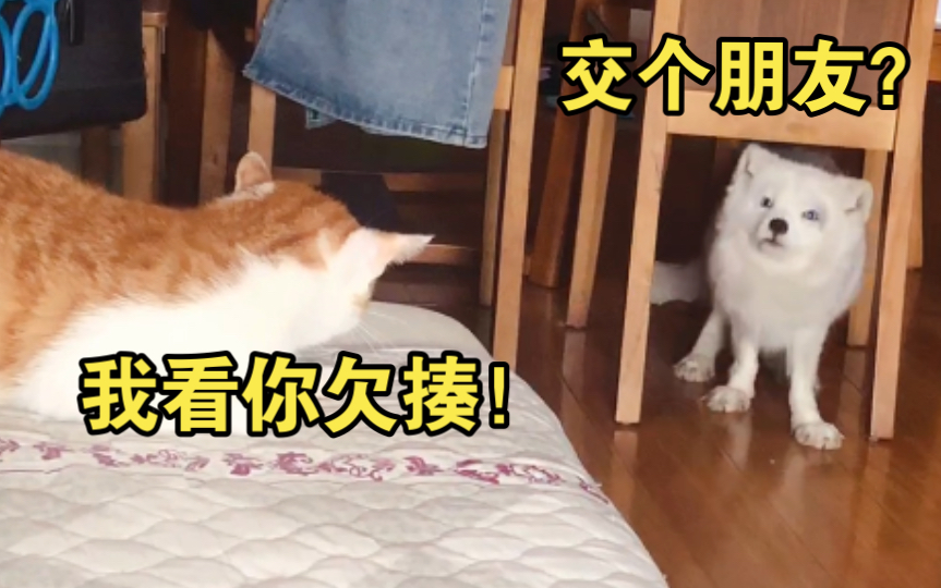 [图]狐狸想跟猫玩，但猫只想打狐狸