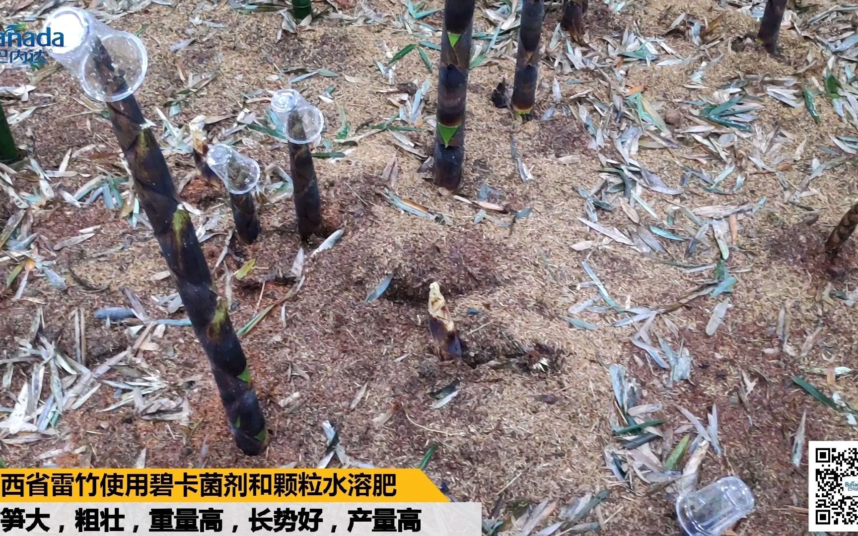 微生物菌剂碧卡在江西省上雷竹使用,竹笋大,粗壮,重量高,长势好,产量好哔哩哔哩bilibili