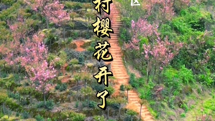 成都崇州三郎社区樱花,2023年4月1日前后进入最佳观赏期#春暖花开奔你而来 #春天必打卡的樱花胜地哔哩哔哩bilibili