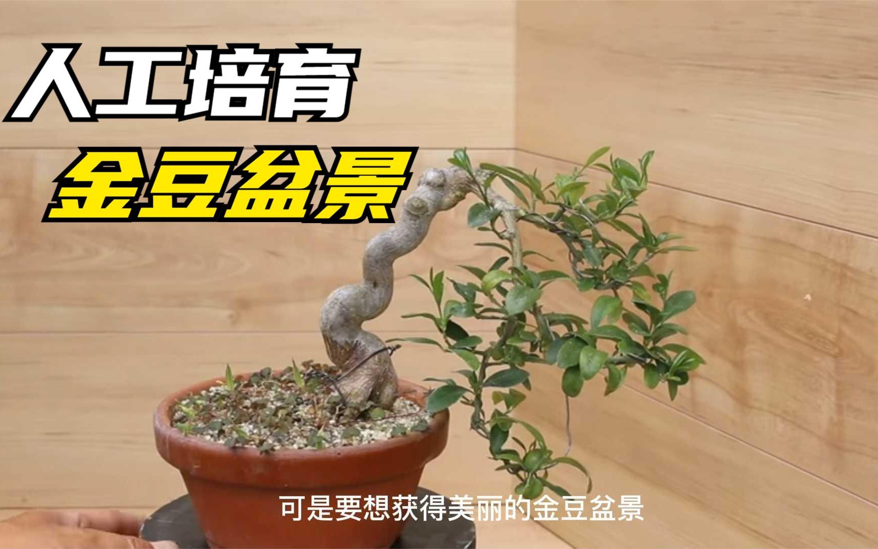 一棵培育多年的金豆盆景,换盆作业,教你如何更好的养好金豆!哔哩哔哩bilibili