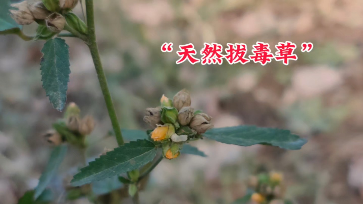 家乡的土药材——你认识吗?哔哩哔哩bilibili