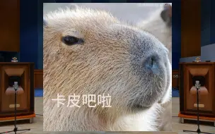 Download Video: 「水豚之歌」Capybara 卡皮吧啦 - Сто-Личный Она-Нас, Betsy 百万级装备试听【Hi-Res】