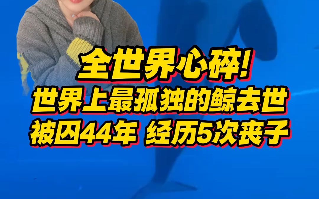 [图]全世界心碎！世界上最孤独的鲸去世，被圈养44年，经历5次丧子之痛......