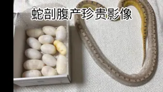 【蛇剖腹产珍贵镜头】一镜到底5分钟
